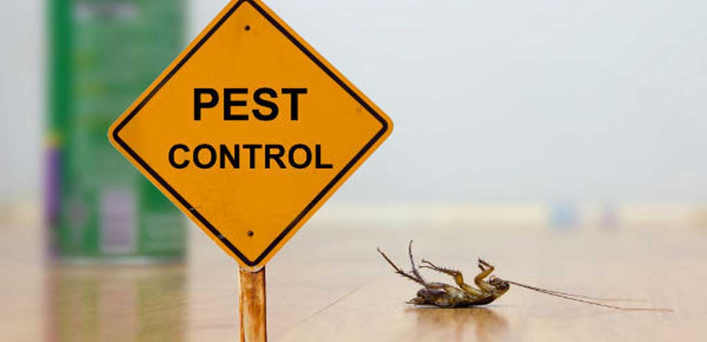 Best Pest Control Services in Johor Bahru